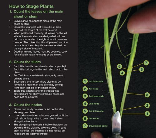 cereal staging - Bayer CropScience