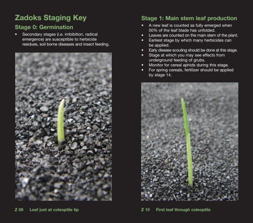 cereal staging - Bayer CropScience