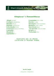 Altingiaceae* & Hamamelidaceae - Arboretum Wespelaar