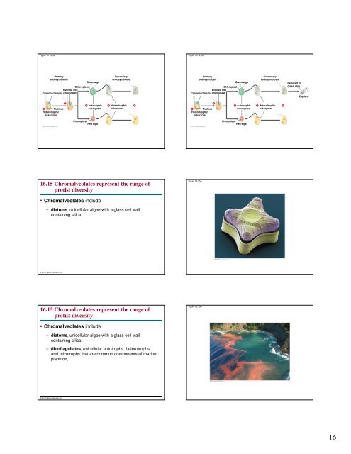 Microbial Life: Prokaryotes and Protists - Renz Science