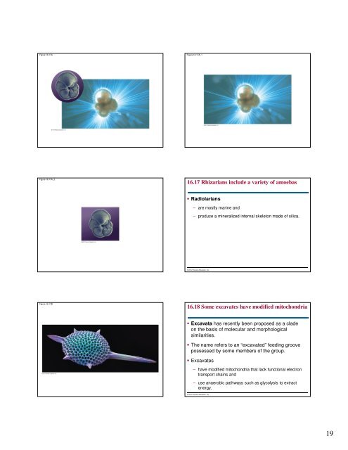 Microbial Life: Prokaryotes and Protists - Renz Science