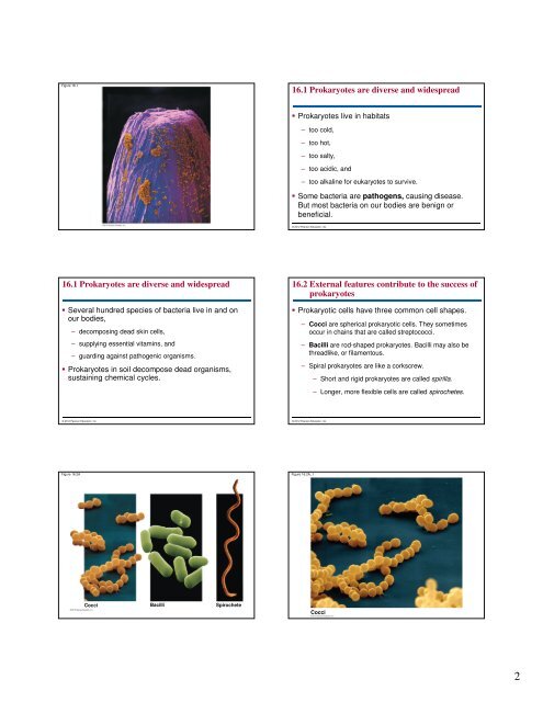 Microbial Life: Prokaryotes and Protists - Renz Science