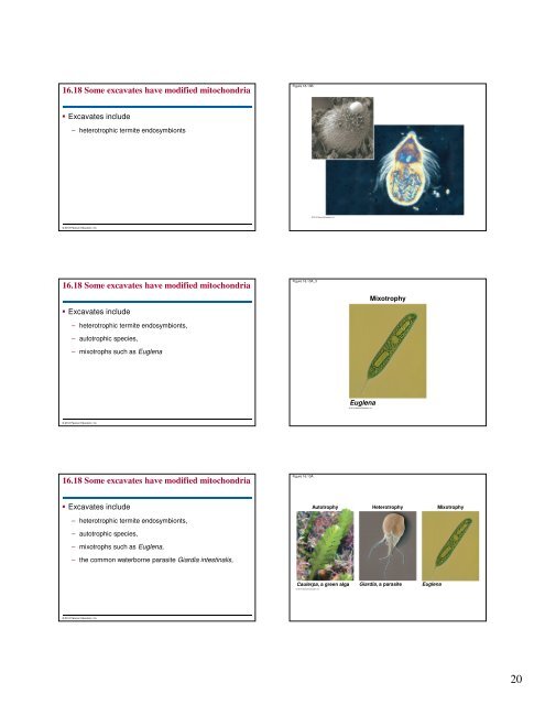 Microbial Life: Prokaryotes and Protists - Renz Science