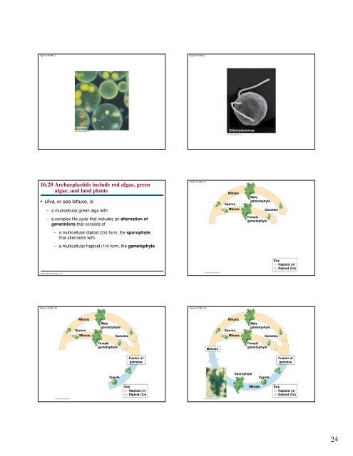 Microbial Life: Prokaryotes and Protists - Renz Science