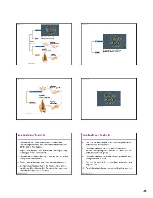 Microbial Life: Prokaryotes and Protists - Renz Science