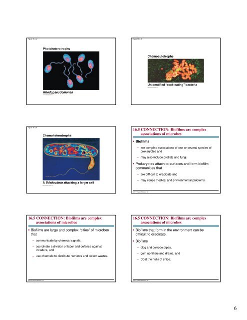 Microbial Life: Prokaryotes and Protists - Renz Science