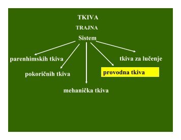 03 TKIVA-provodna tkiva-tkiva za lucenje - Biolozi