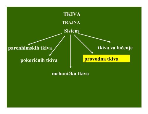 03 TKIVA-provodna tkiva-tkiva za lucenje - Biolozi