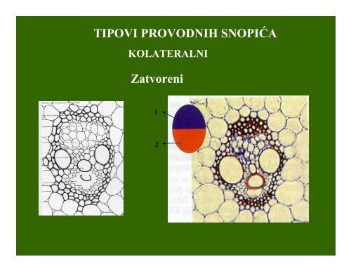 03 TKIVA-provodna tkiva-tkiva za lucenje - Biolozi