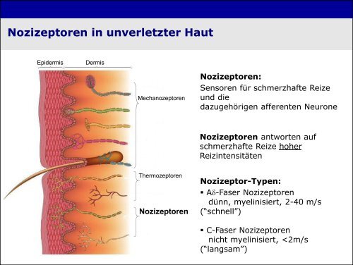 „Physiologie von Bewusstsein und Akutschmerz“