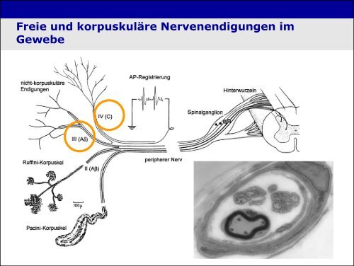 „Physiologie von Bewusstsein und Akutschmerz“