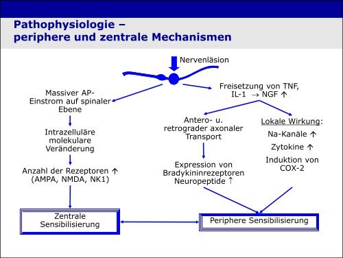 „Physiologie von Bewusstsein und Akutschmerz“