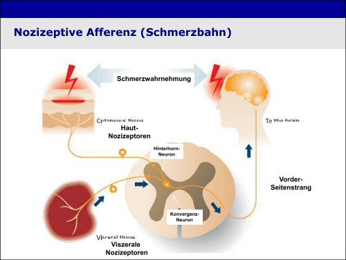 „Physiologie von Bewusstsein und Akutschmerz“