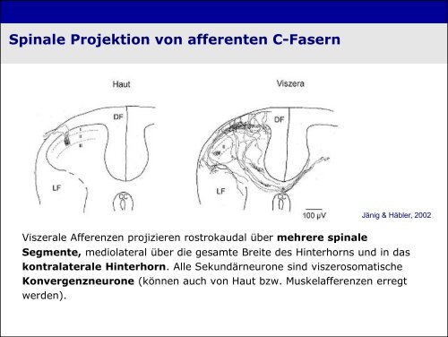 „Physiologie von Bewusstsein und Akutschmerz“