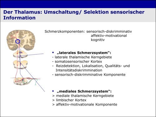 „Physiologie von Bewusstsein und Akutschmerz“