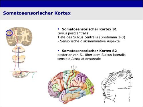 „Physiologie von Bewusstsein und Akutschmerz“