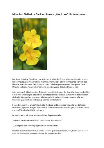 Mimulus, Gefleckte Gauklerblume – „Yes, I can“ für ... - Bachblüten