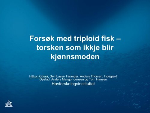 Forsøk med triploid fisk – torsken som ikke blir kjønnsmoden