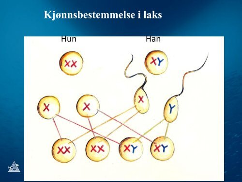 Forsøk med triploid fisk – torsken som ikke blir kjønnsmoden