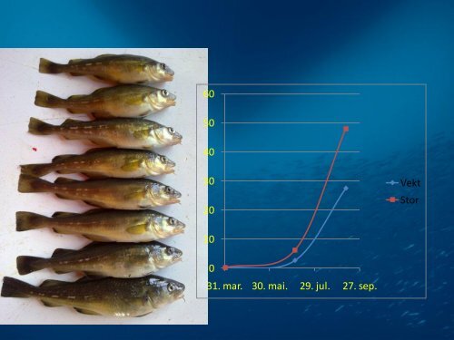 Forsøk med triploid fisk – torsken som ikke blir kjønnsmoden