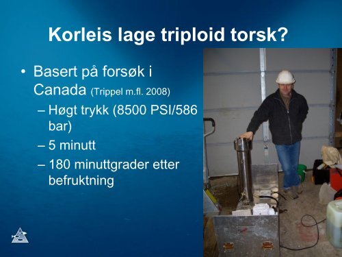 Forsøk med triploid fisk – torsken som ikke blir kjønnsmoden