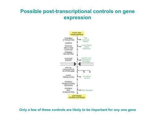 Post-transcriptional control of gene expression