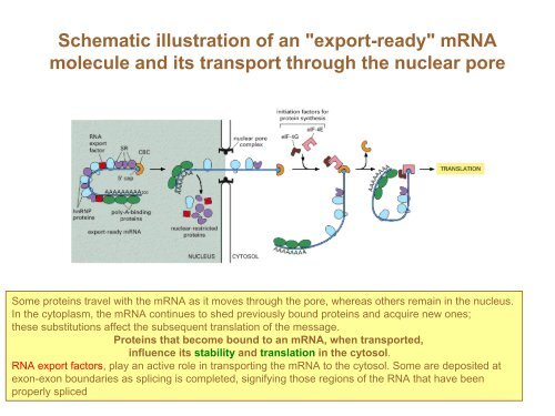 Post-transcriptional control of gene expression