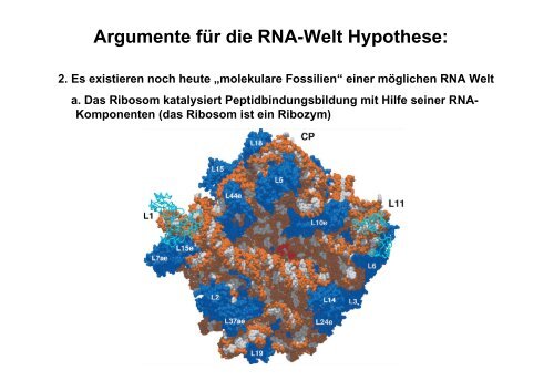 Argumente für die RNA-Welt Hypothese - Mayerlab.de