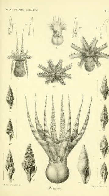 Report on the zoological collections made in the Indo-Pacific Ocean ...