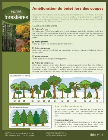 Amélioration du boisé lors des coupes