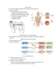 Biology 201-Worksheet on Nervous System-Brain and Spinal Cord