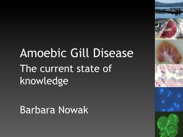 Amoebic Gill Disease - Europharma