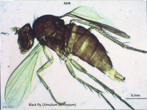 Neglected Tropical Diseases - UT Southwestern