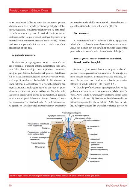 Prostat anatomisi: yeni konseptler - Endouroloji Derneği