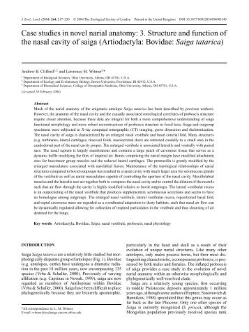 Case studies in novel narial anatomy - Digital Morphology