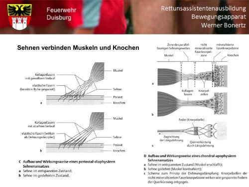 Bewegungsapparat - Bildung und Beratung für Gesundheits- u ...