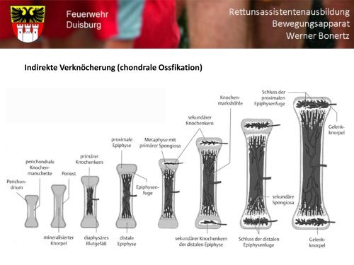 Bewegungsapparat - Bildung und Beratung für Gesundheits- u ...