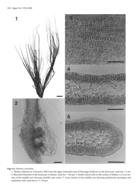 First Description of Petalonia zosterifolia and Scytosiphon ... - Algae