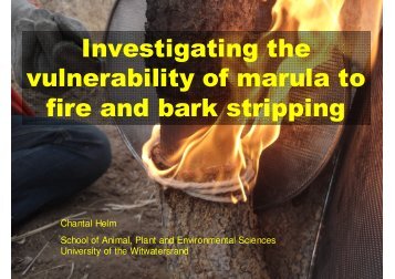 Investigating the vulnerability of marula to fire and bark ... - SANParks