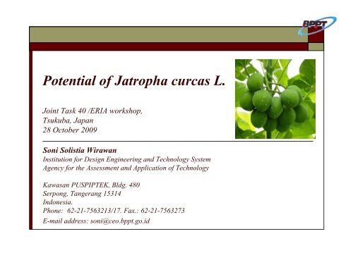 Potential of Jatropha curcas L. - IEA Bioenergy Task 40