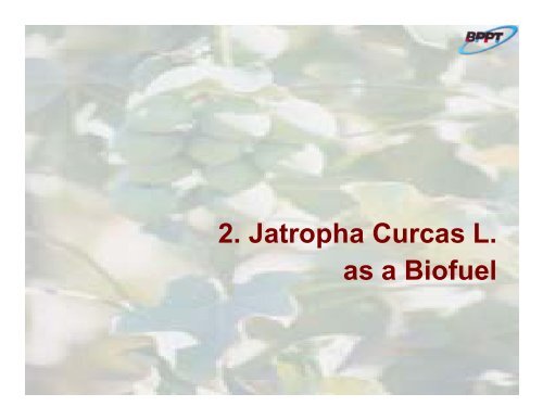 Potential of Jatropha curcas L. - IEA Bioenergy Task 40