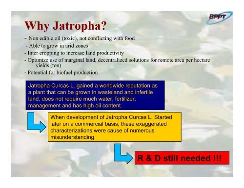 Potential of Jatropha curcas L. - IEA Bioenergy Task 40