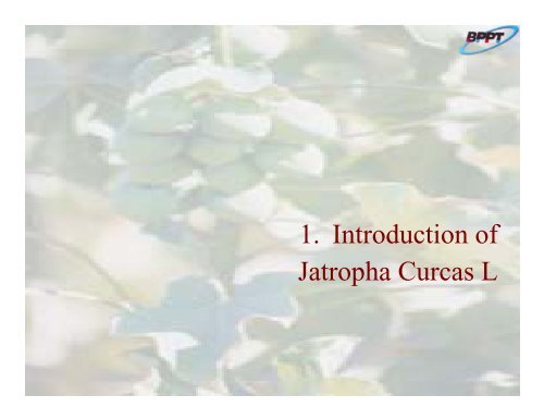 Potential of Jatropha curcas L. - IEA Bioenergy Task 40
