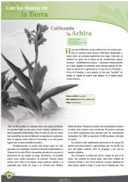 Cultivando la Achira - por Javier Carrera - RAPAL - Uruguay