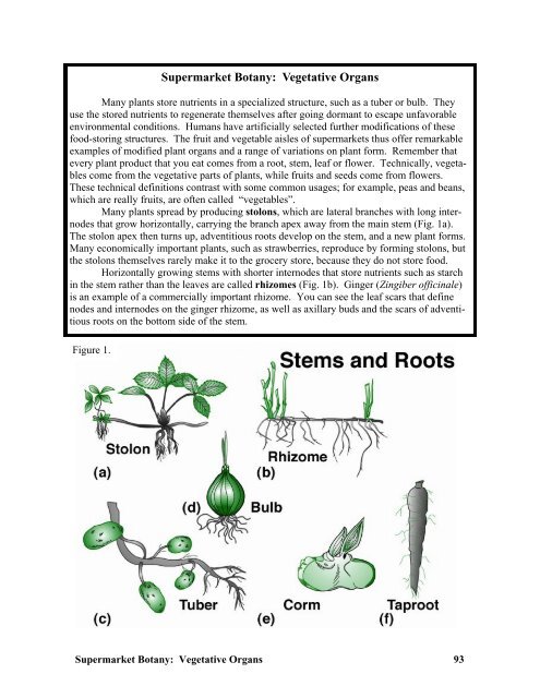 Supermarket Botany: Vegetative Organs