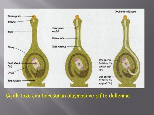 3. Hafta - BahceBitkileri.org