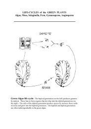 LIFE-CYCLES of the GREEN PLANTS Algae, Moss, Selaginella ...