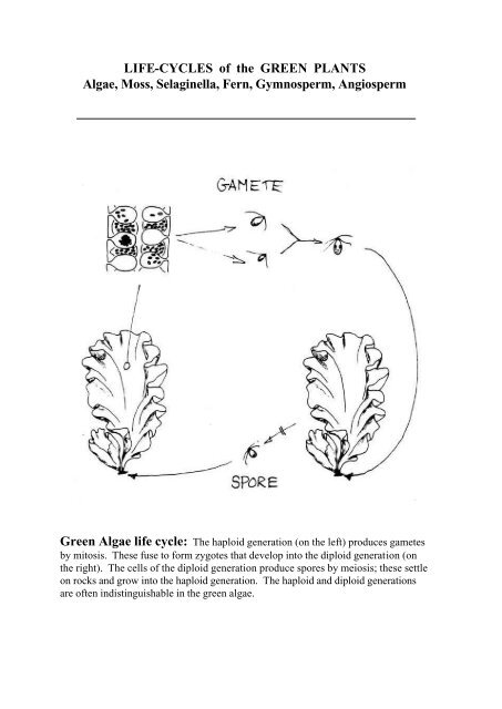 LIFE-CYCLES of the GREEN PLANTS Algae, Moss, Selaginella ...