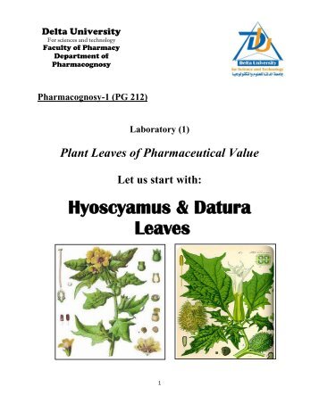 Hyoscyamus & Datura Leaves