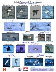 Seabird Identification Photo Card
